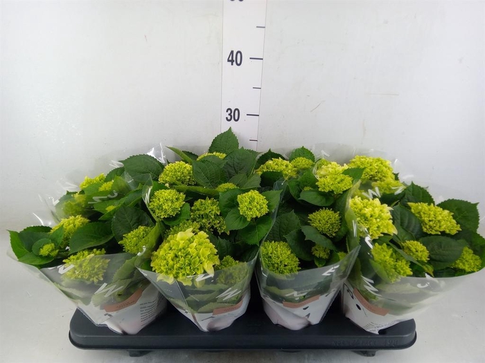 <h4>Hydrangea mac. 'Hi White Sun'</h4>