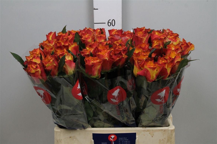 <h4>R Gr Downtown!</h4>