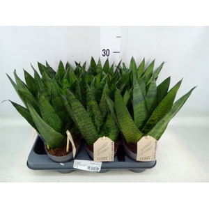 Sansevieria zeylanica