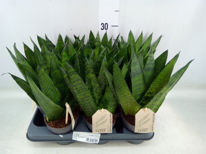 <h4>Sansevieria zeylanica</h4>