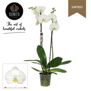 PHAL -NOTTINGHAM 2-TAK