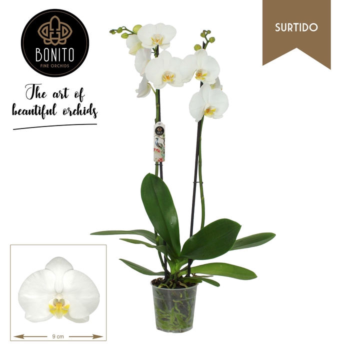 <h4>PHAL -NOTTINGHAM 2-TAK</h4>