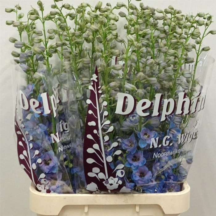 <h4>DELPH EL DEWI AZUL LIGHT BLUE</h4>