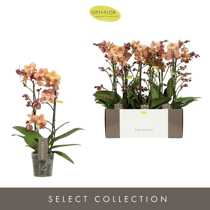 <h4>Phal Exclusivo Monaco Gold 2 Tak</h4>