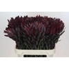 Leucadendron Saf Sunset Dark R.