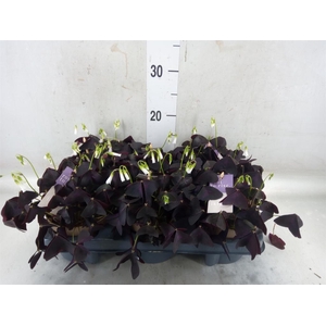 Oxalis trian.