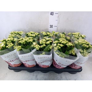 Kalanchoe blos. 'RosDon Dione'