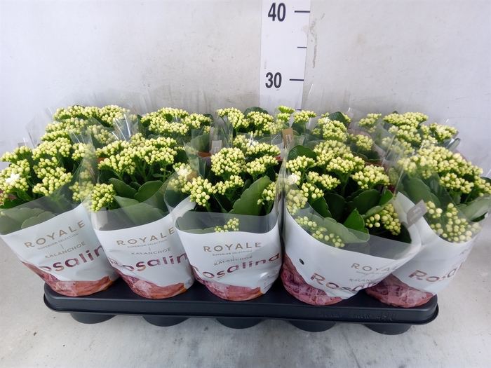 <h4>Kalanchoe blos. 'RosDon Dione'</h4>