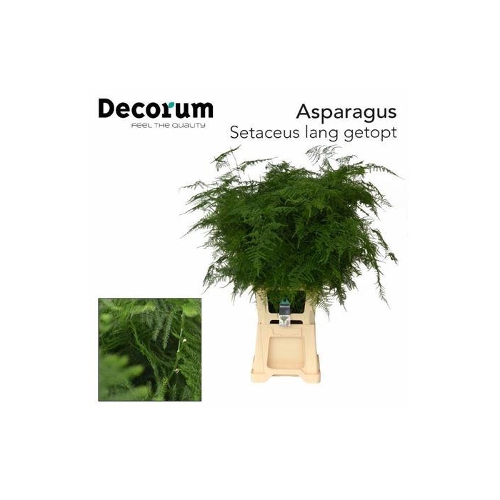 <h4>Asp Setaceus Lang Getopt</h4>