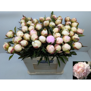 PAEO L FLOR NICHOLLS