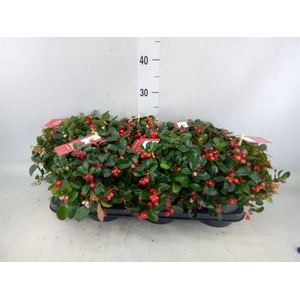 Gaultheria proc. 'Big Berry'