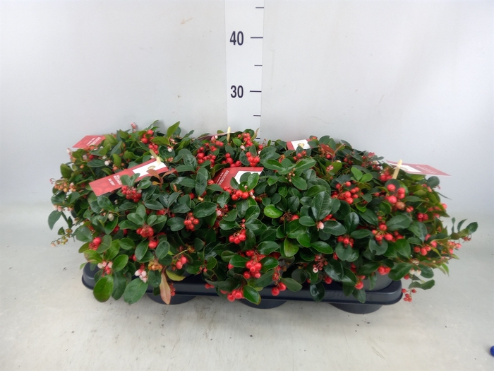 <h4>Gaultheria proc. 'Big Berry'</h4>