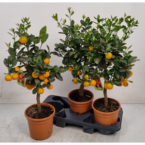 CITR MICROCARPA