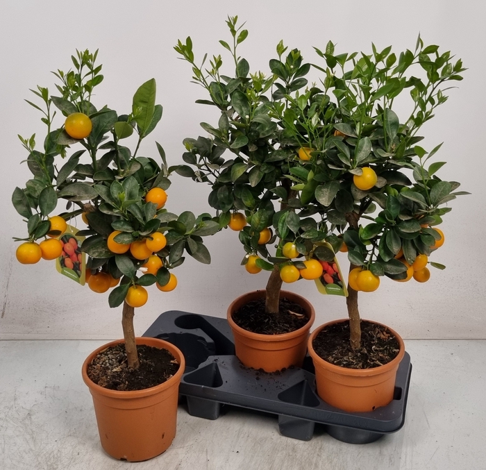 <h4>CITR MICROCARPA</h4>