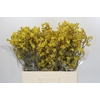 Anigozanthos Bush Down
