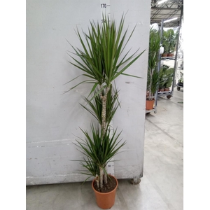 Dracaena marg.