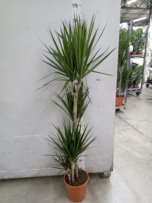 <h4>Dracaena marg.</h4>