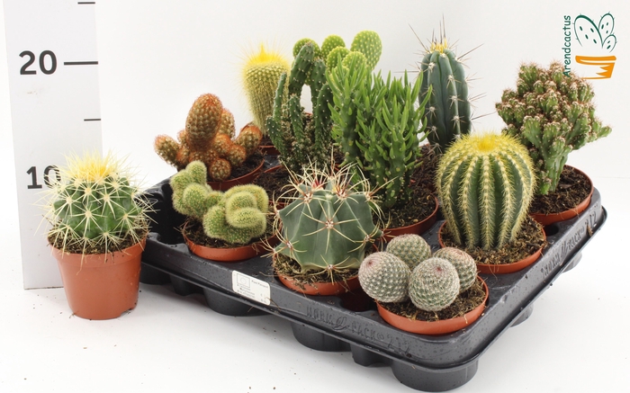 <h4>CACTUS GEM</h4>