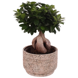 Ficus m. Ginseng Ball Shape Ø22cm in Ø24cm Ceramic NT567