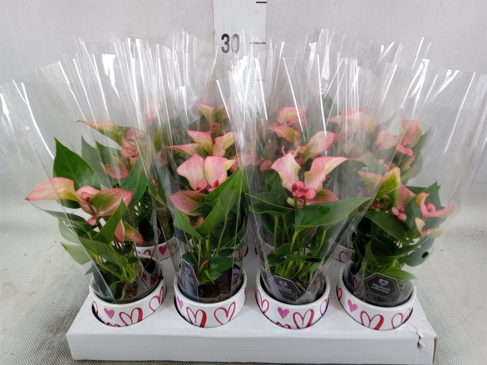 <h4>Anthurium  'Matata'</h4>