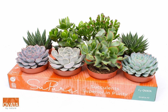 <h4>arr8 Succ Gem 8 Srt</h4>