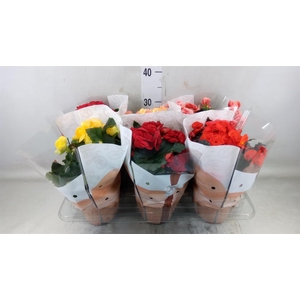 Begonia elat. DU   ...mix
