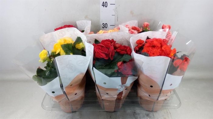 <h4>Begonia elat. DU ...mix</h4>