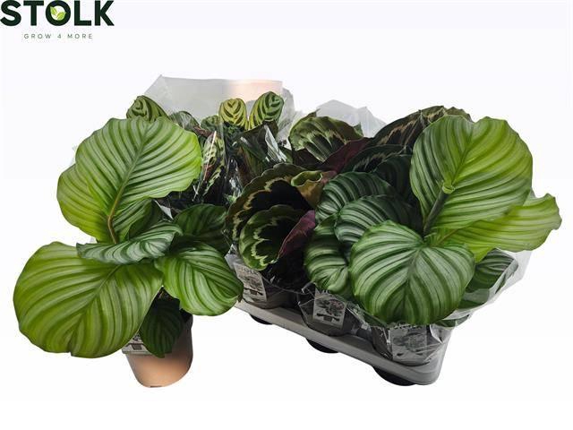 <h4>CALAT GEM 4 SRT</h4>