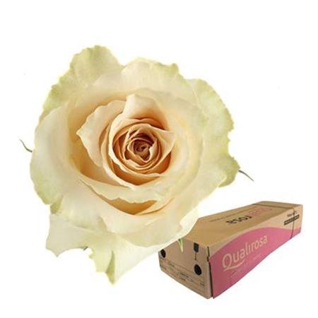 <h4>R Gr Quicksand -in box</h4>