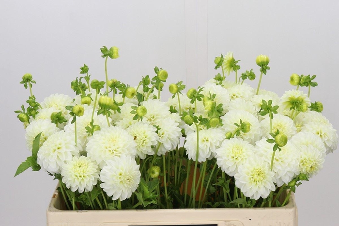 <h4>DAHL (POMPON GRP) WHITE ASTER DAHLI</h4>