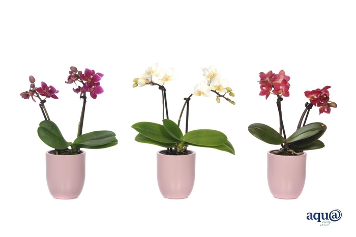 <h4>Hugo Silver Pink Tiny Dolls Mix 2T10+ Aqu@</h4>