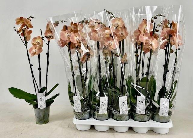 <h4>PHAL OV ORANJE</h4>