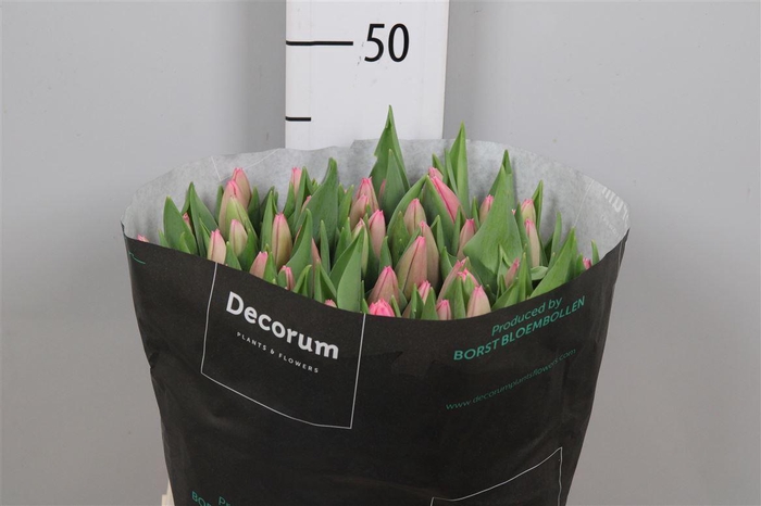 <h4>Tu En Milkshake</h4>