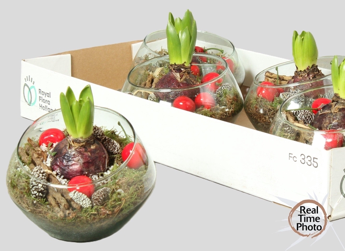 <h4>ARR HYACINTH</h4>