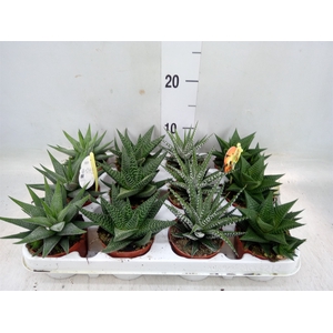 Haworthia   ...mix