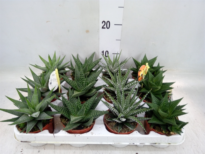 <h4>Haworthia   ...mix</h4>