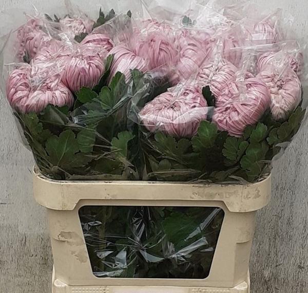 <h4>CHR G VIENNA</h4>