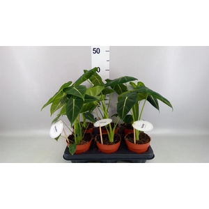 Alocasia   ...
