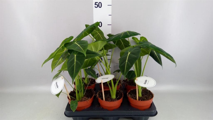<h4>Alocasia   ...</h4>