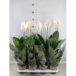 Spathiphyllum  'Sweet Silvio'