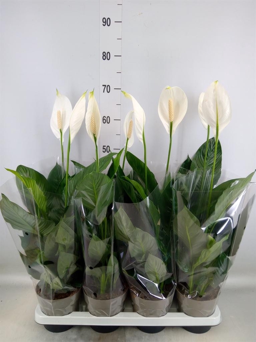 <h4>Spathiphyllum  'Sweet Silvio'</h4>