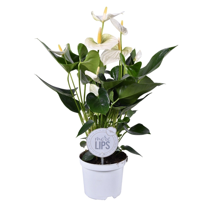 <h4>MoreLips Anthurium Cocos</h4>