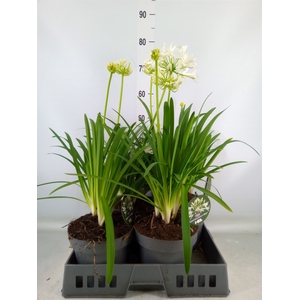 Agapanthus  'Henrys White'