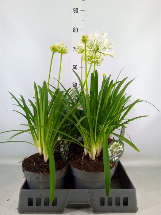 <h4>Agapanthus  'Henrys White'</h4>
