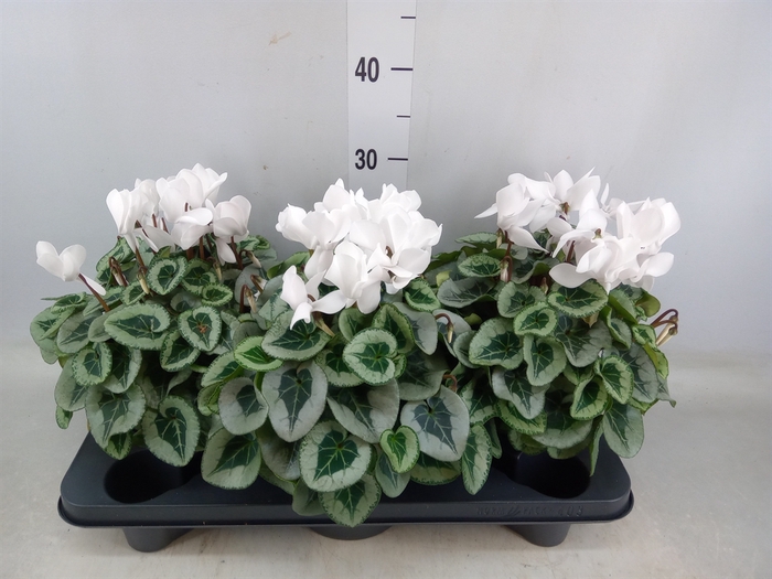 <h4>Cyclamen MD 'Metalis'</h4>