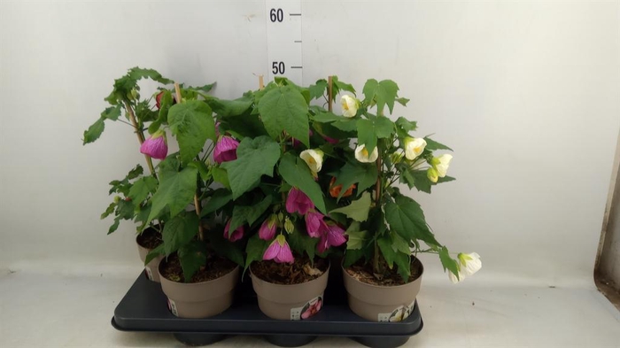 <h4>Abutilon   ...mix</h4>