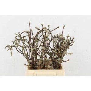 MAGNOLIA SOULANGEANA 045CM