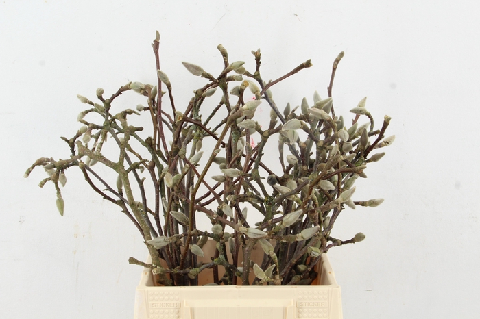 <h4>MAGNOLIA SOULANGEANA 045CM</h4>