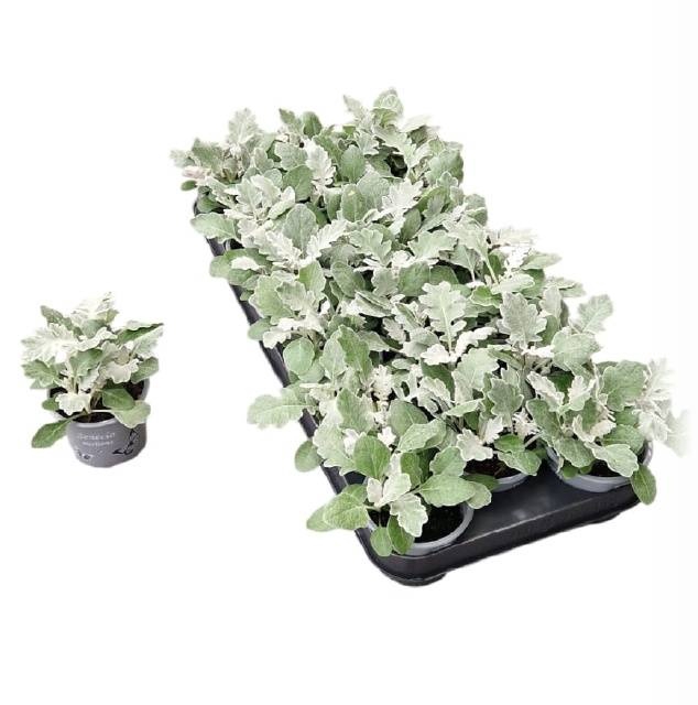 <h4>JACOBAEA MARITIMA</h4>