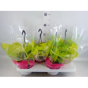 Epipremnum pinn. 'Golden Pothos' HG